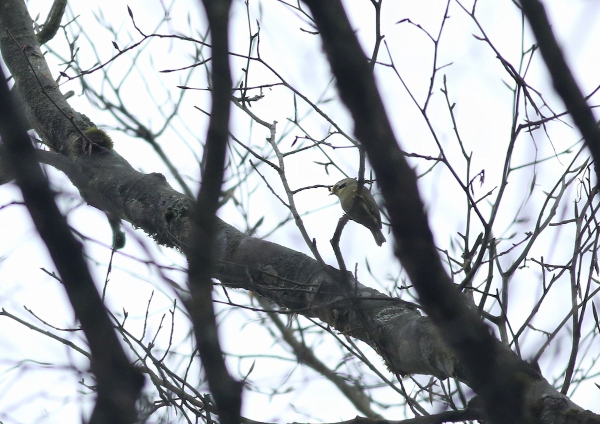 Gold-fronted Fulvetta - ML410417291