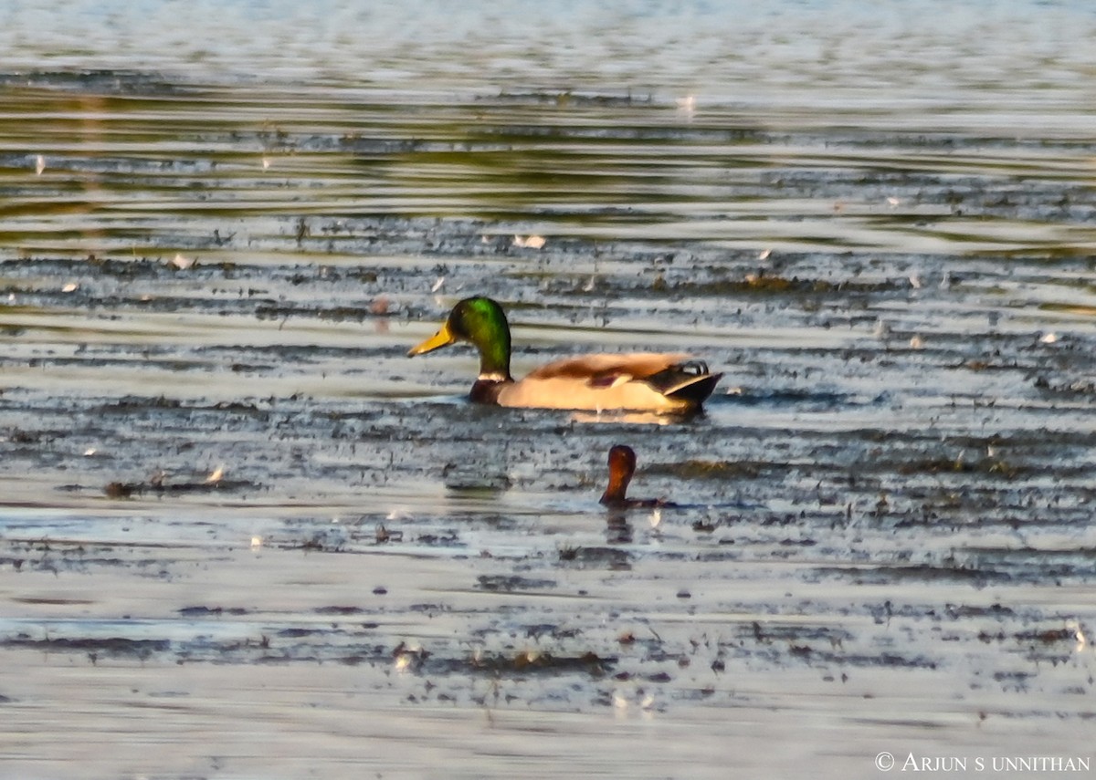 Mallard - Arjun S Unnithan