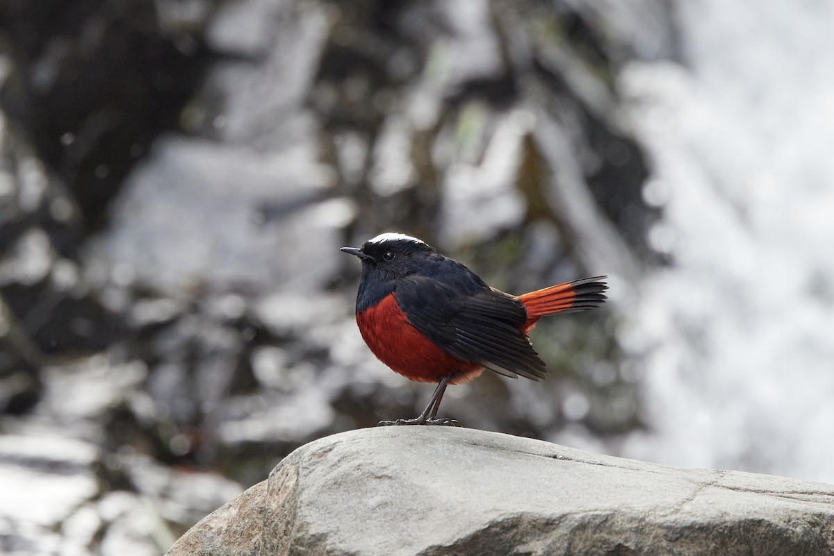 White-capped Redstart - ML410419051