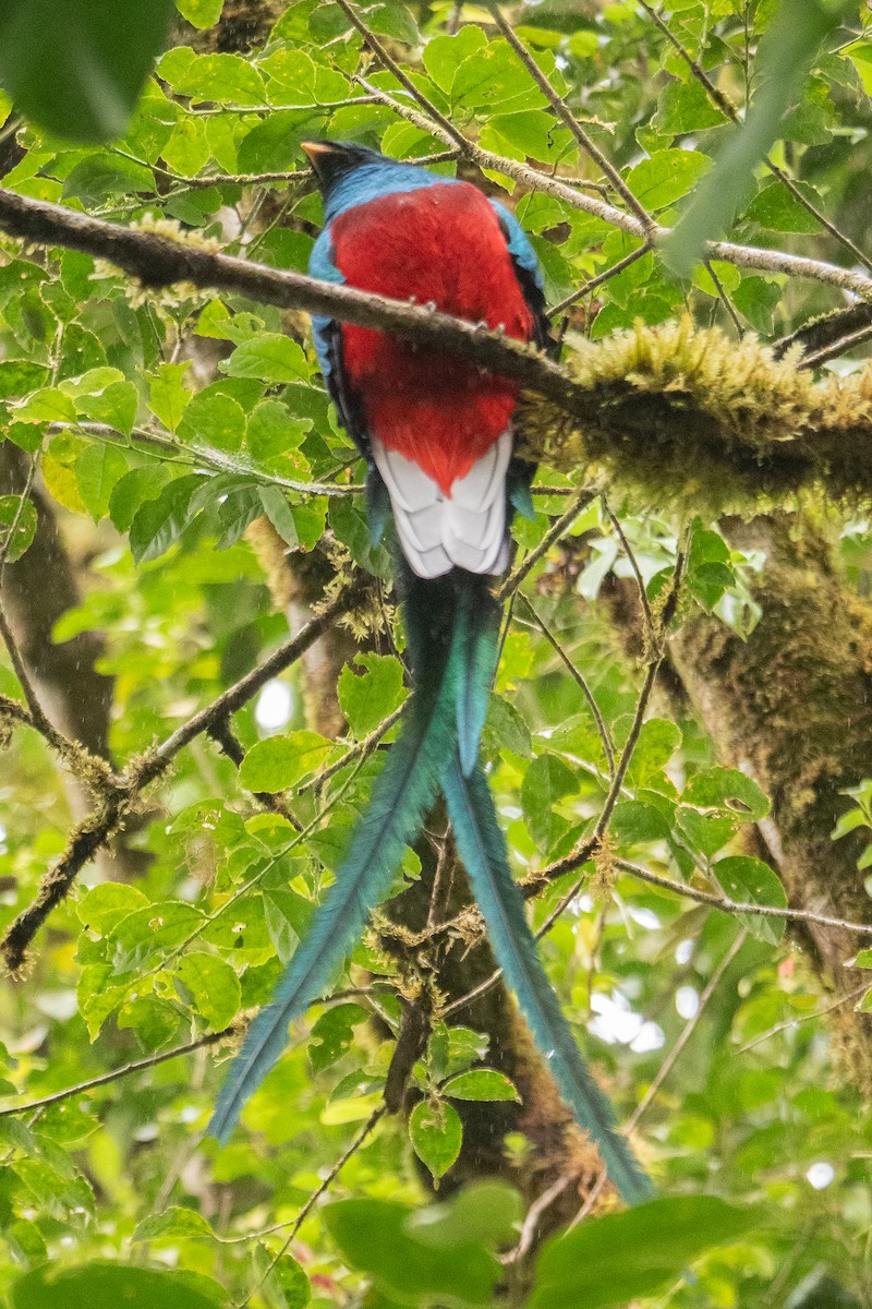 Resplendent Quetzal - ML410419071