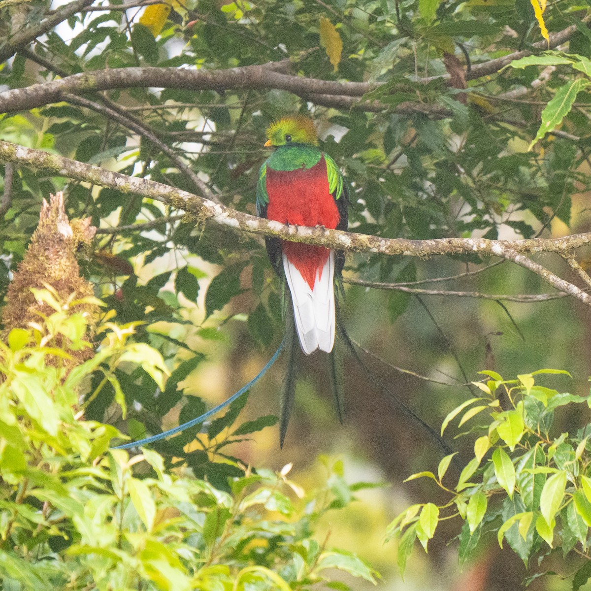 Resplendent Quetzal - ML410419141