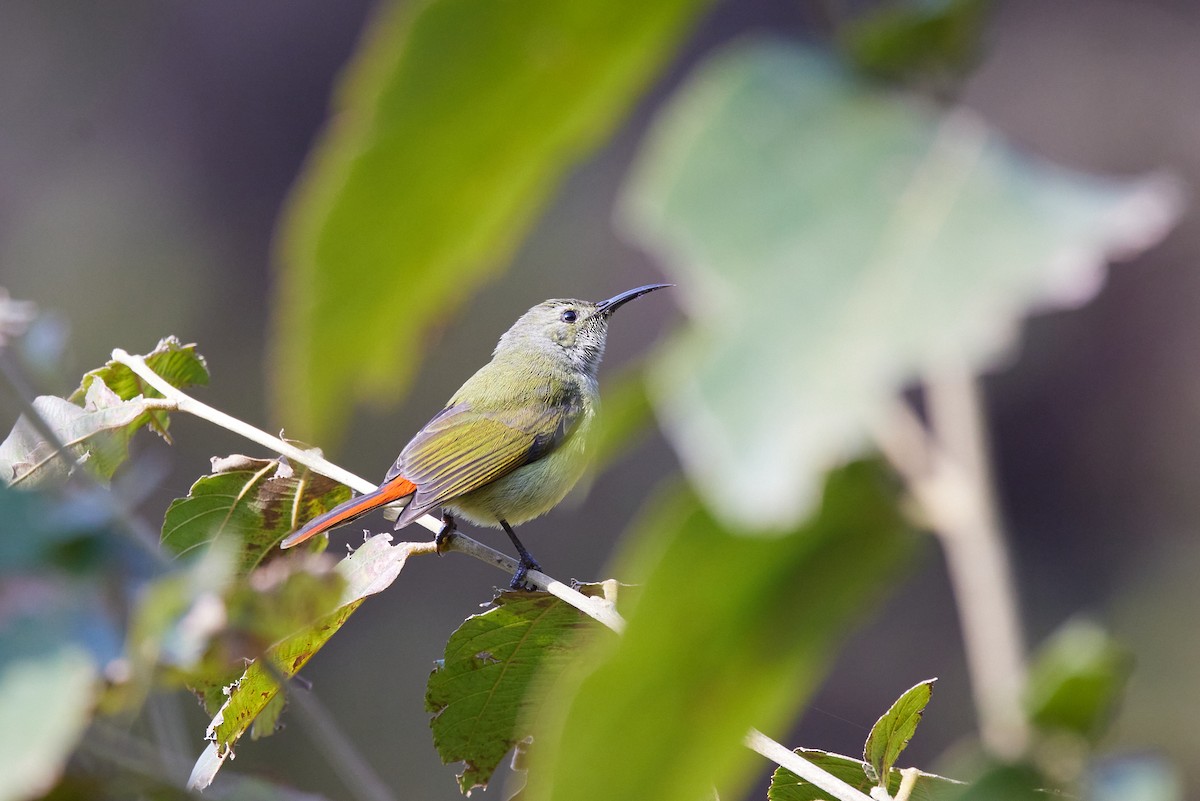 Fire-tailed Sunbird - ML410419451