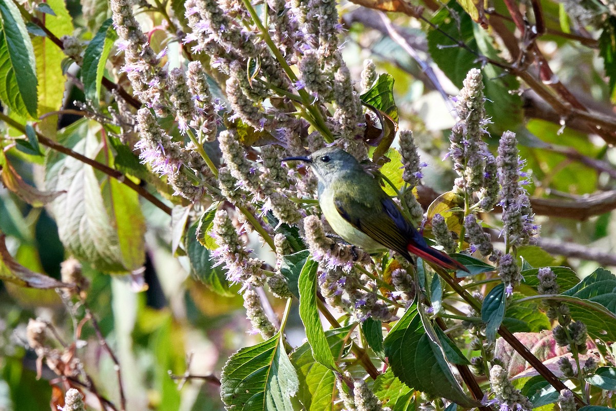 Fire-tailed Sunbird - ML410419461