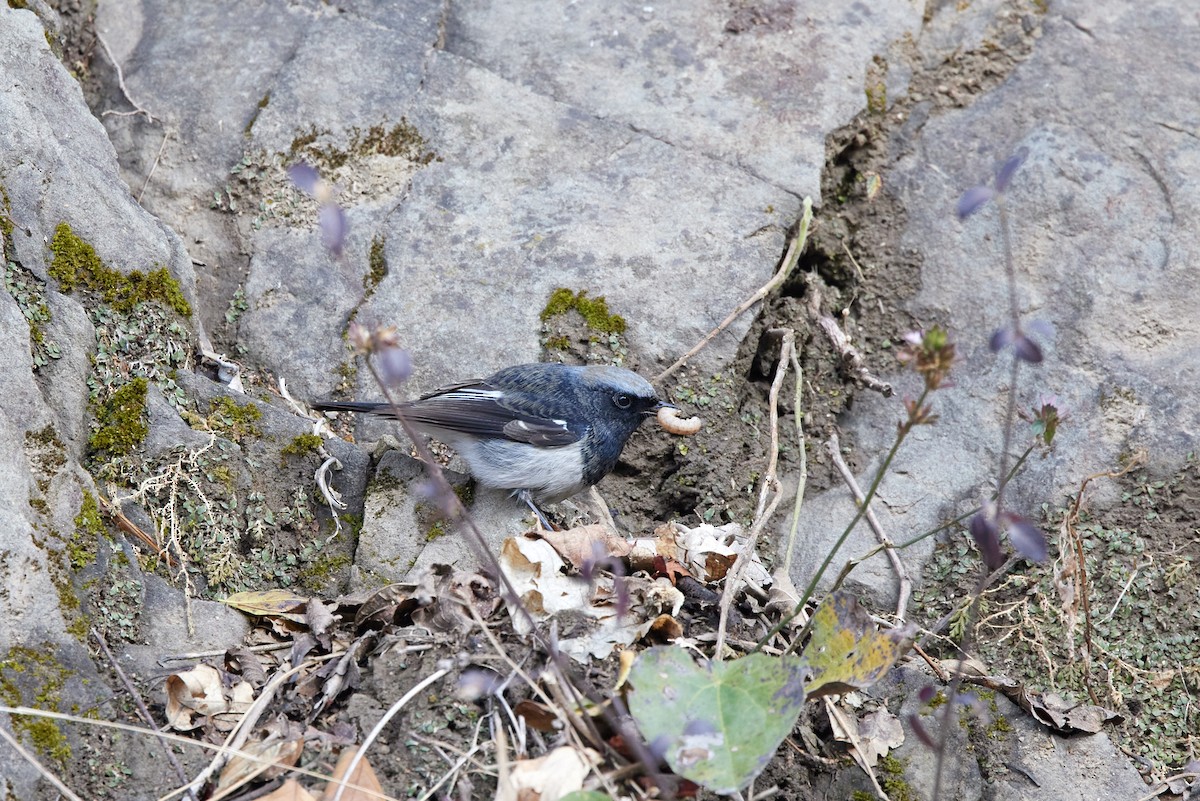 Blue-capped Redstart - ML410419481