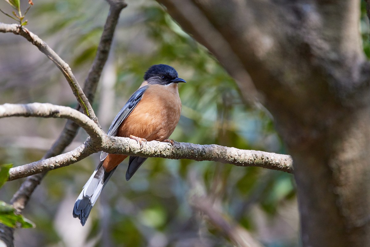 Rufous Sibia - ML410419521