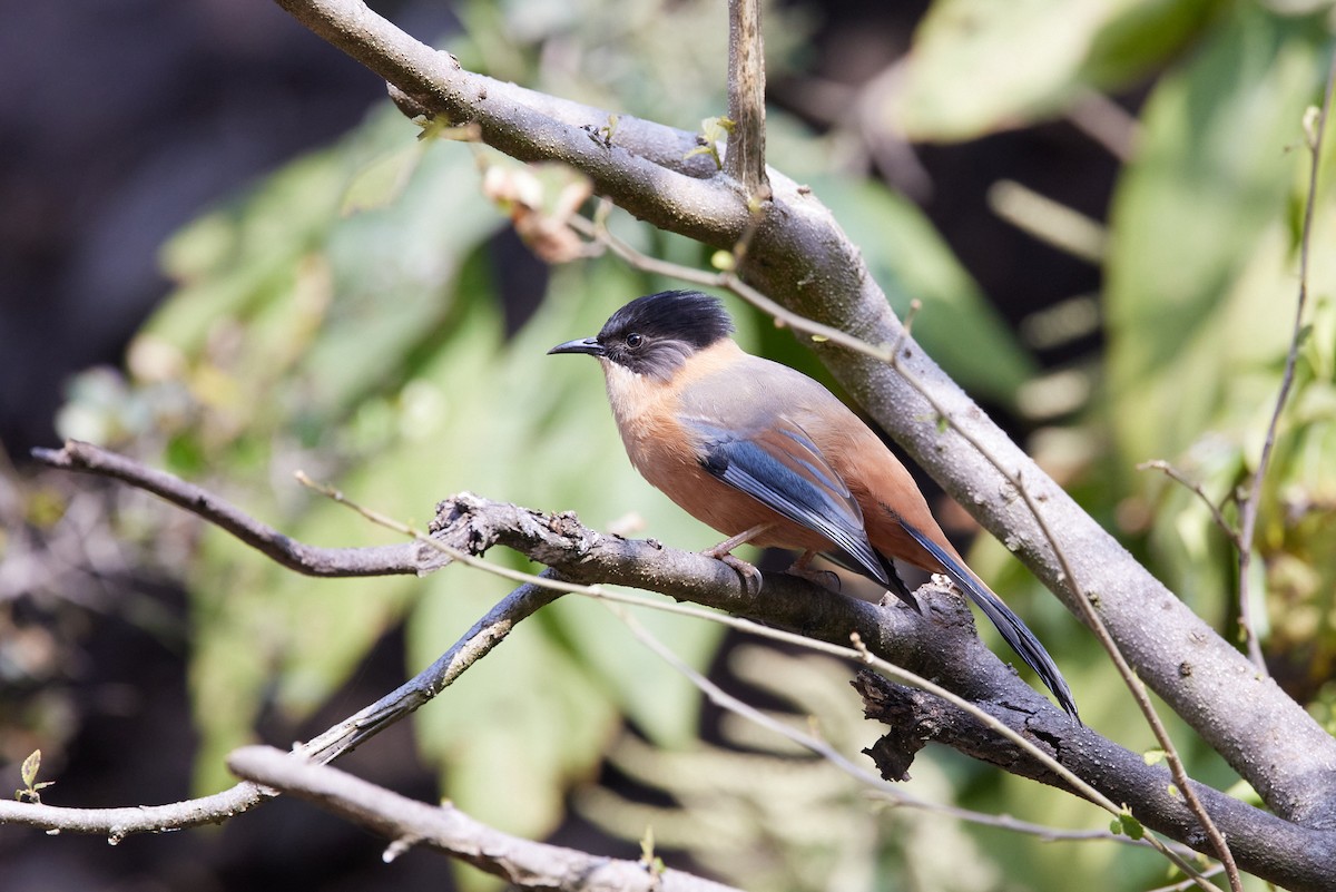 Rufous Sibia - ML410419551