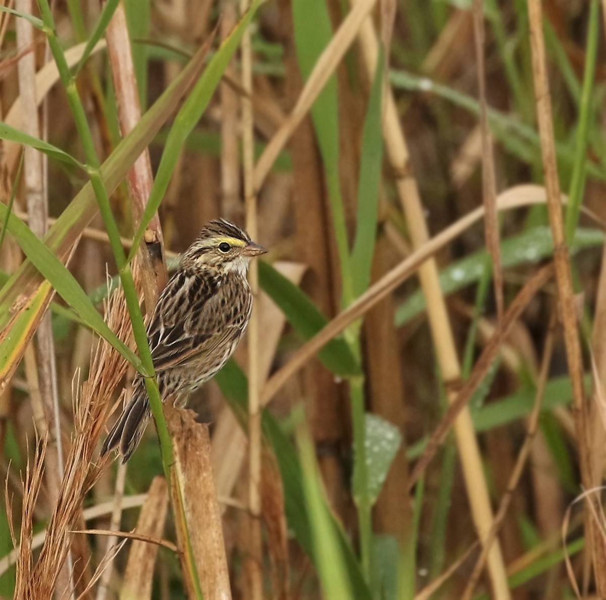 Savannah Sparrow - Thomas Smith