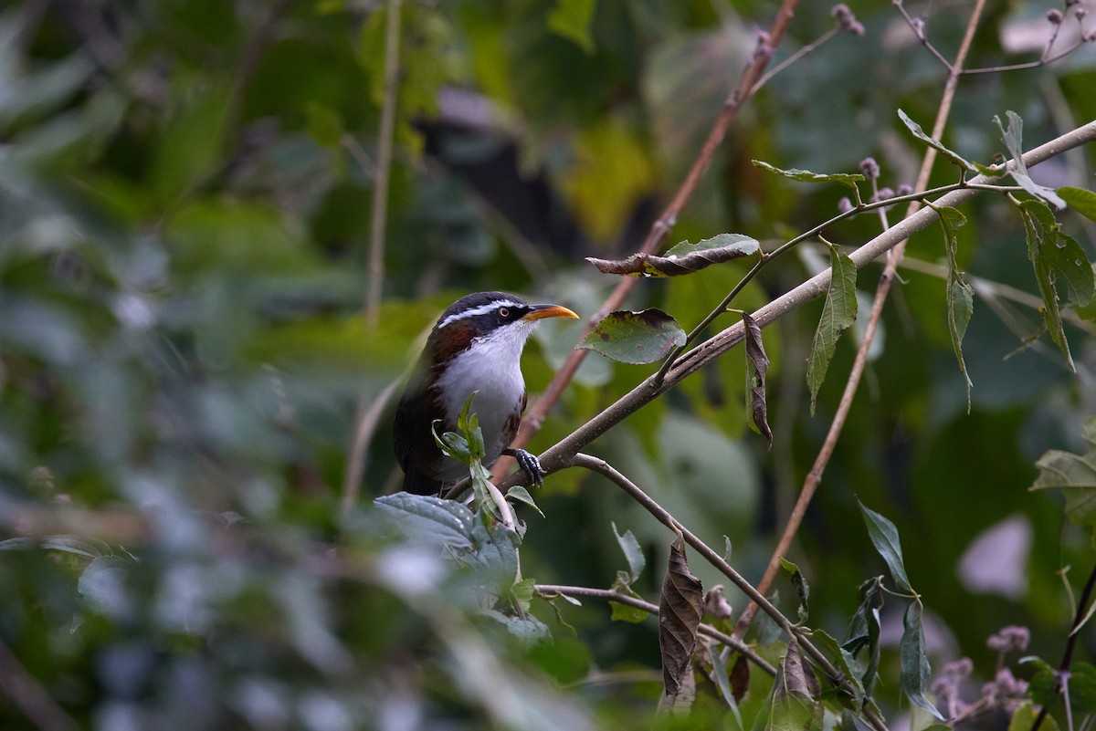 White-browed Scimitar-Babbler - ML410419681