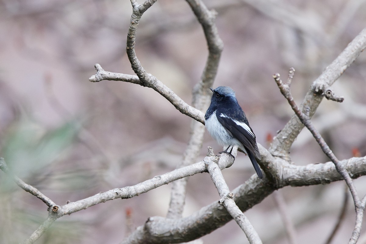 Blue-capped Redstart - ML410419751