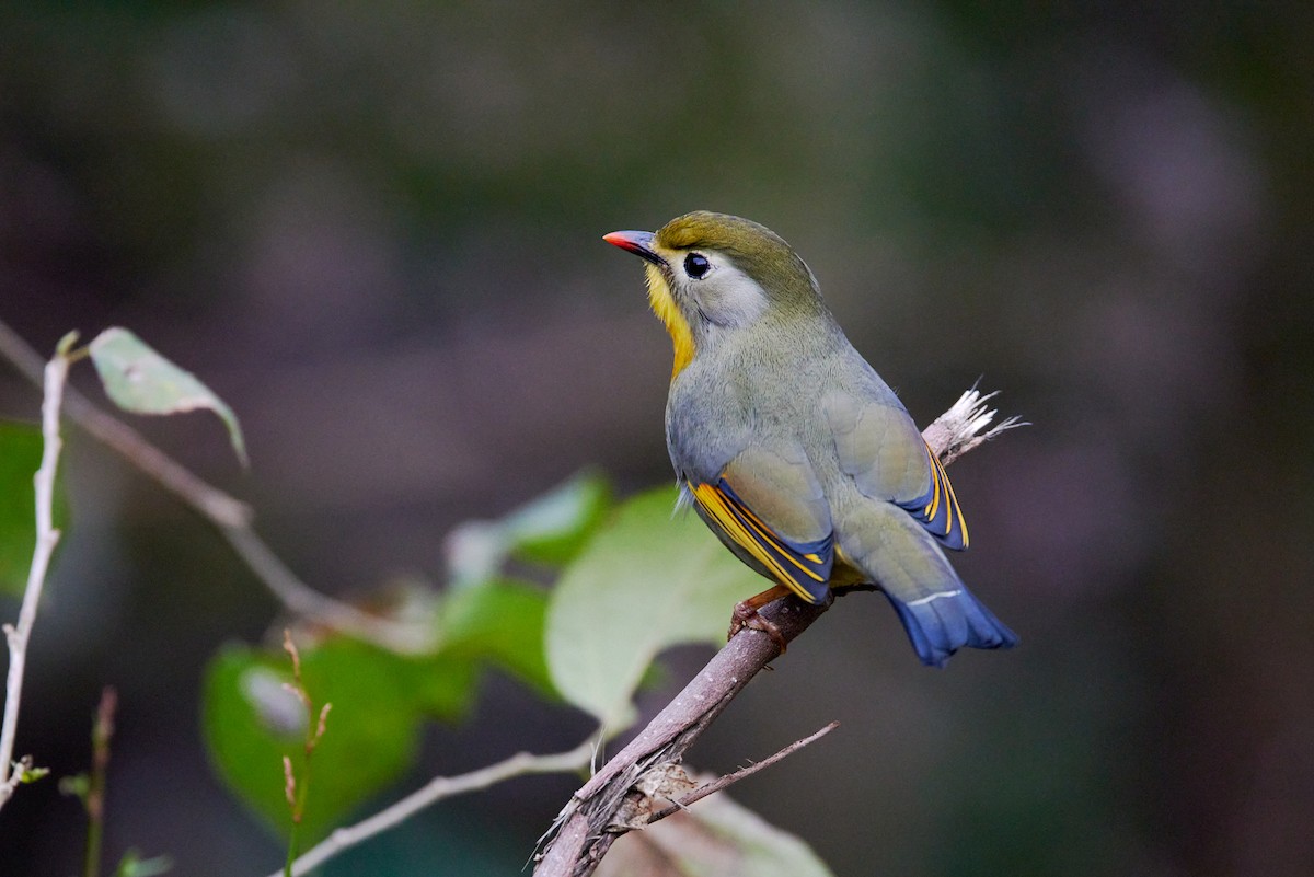 Red-billed Leiothrix - ML410419921