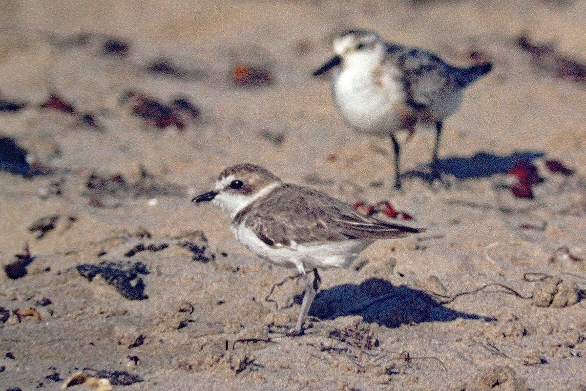 Snowy Plover - ML410420631