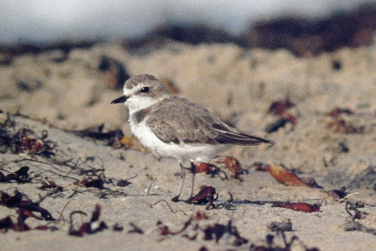 Snowy Plover - ML410420641