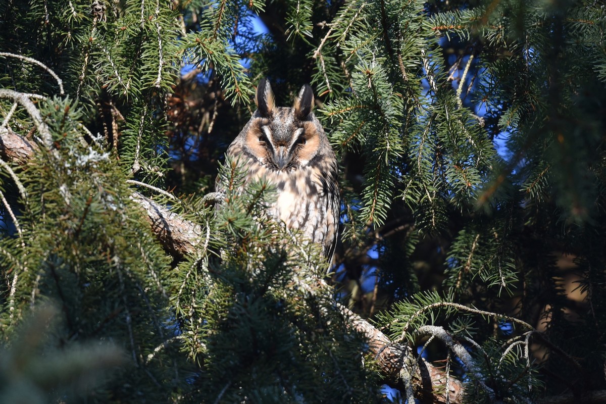 Long-eared Owl - ML410421561