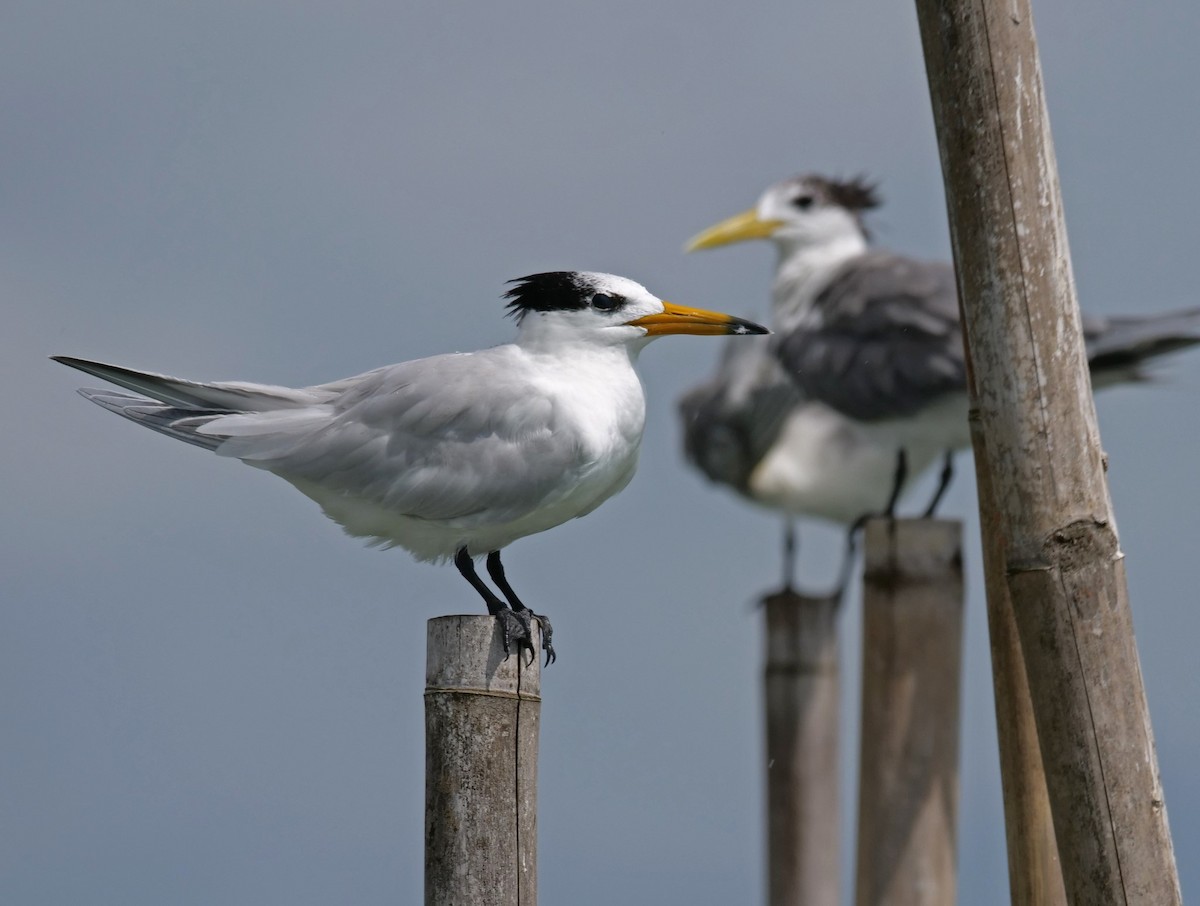 Chinese Crested Tern - ML410422081