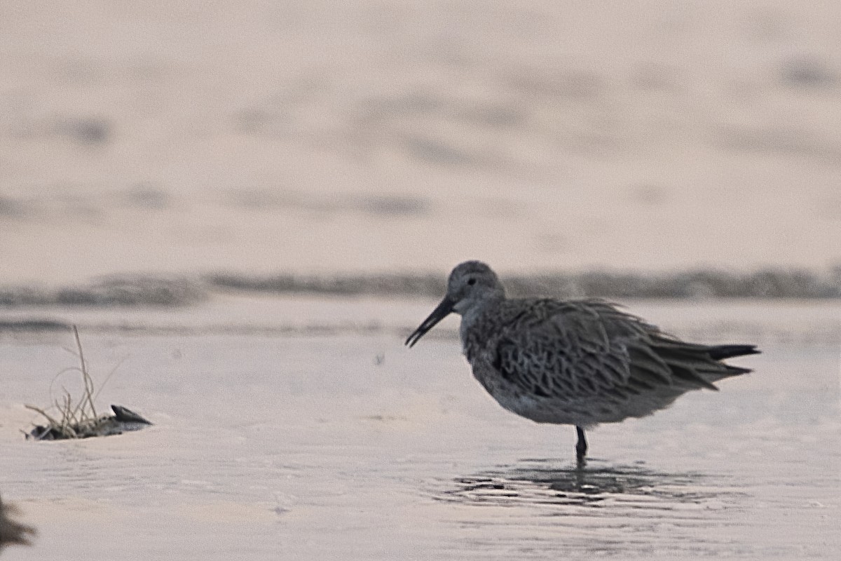 Great Knot - ML410425951