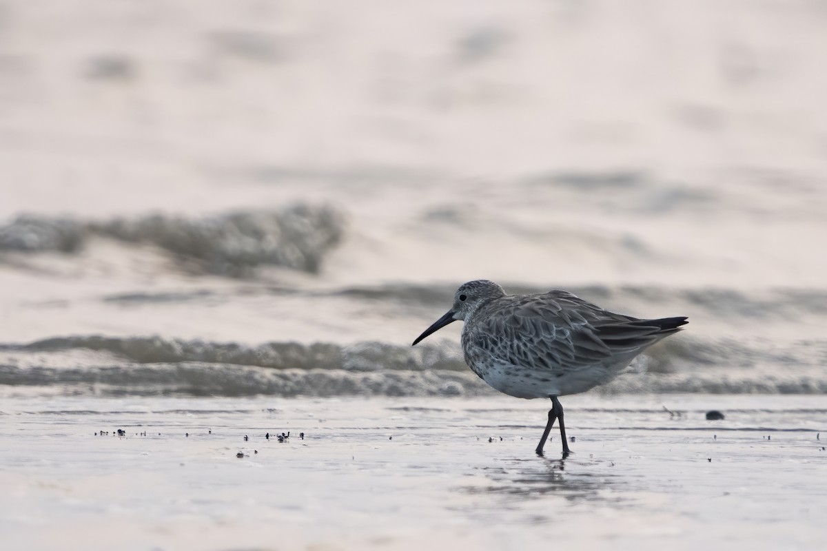 Great Knot - ML410426161