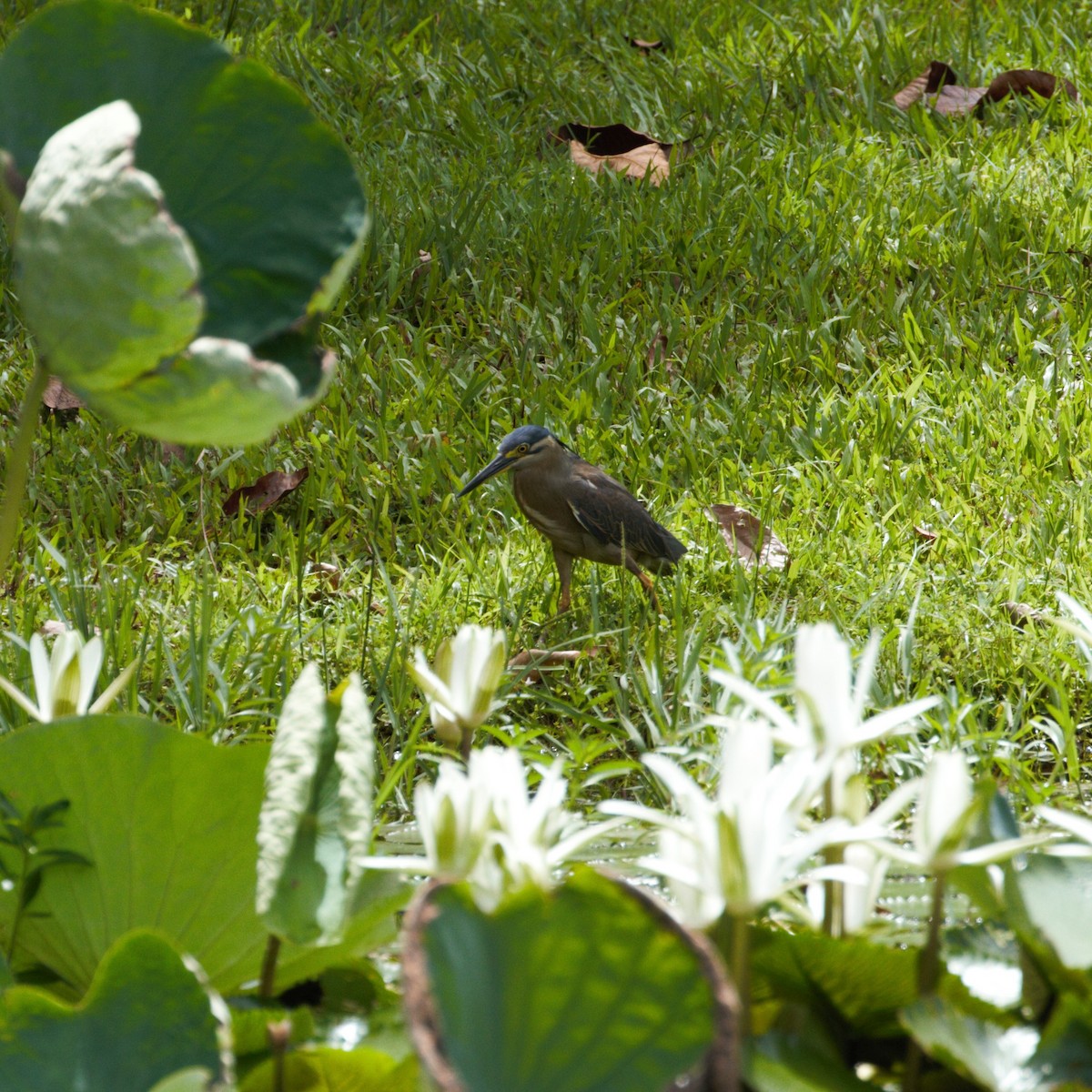 Striated Heron - ML410426181