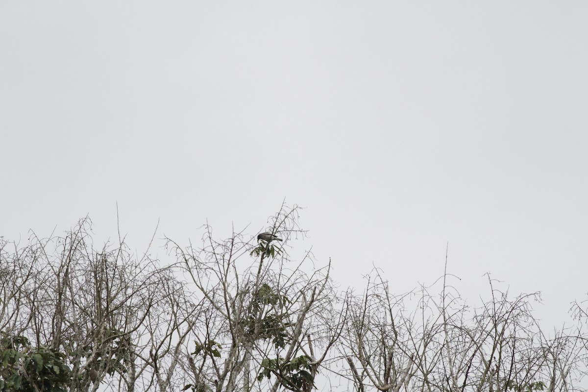 White-tailed Cotinga - Oliver  Metcalf