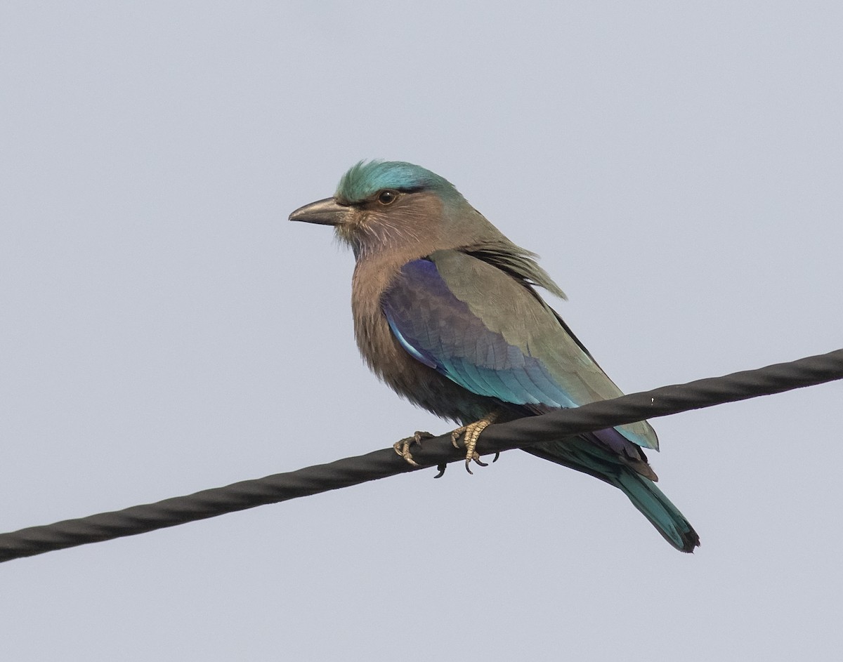 Indian x Indochinese Roller (hybrid) - ML410426331