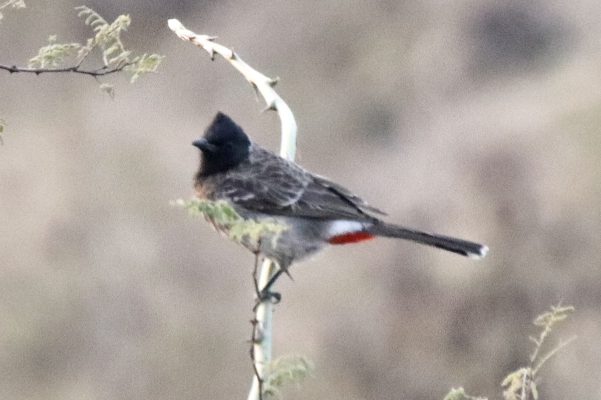 Bulbul à ventre rouge - ML410428111