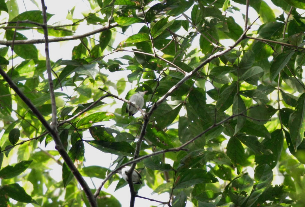 Short-tailed Pygmy-Tyrant - ML410428261