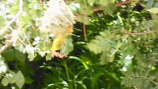 Holub's Golden-Weaver - ML410428301