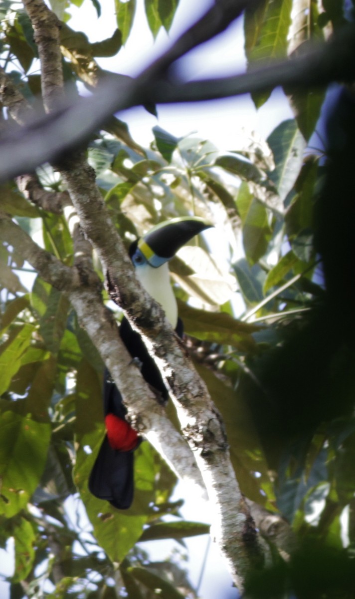 Toucan à bec rouge - ML410428811