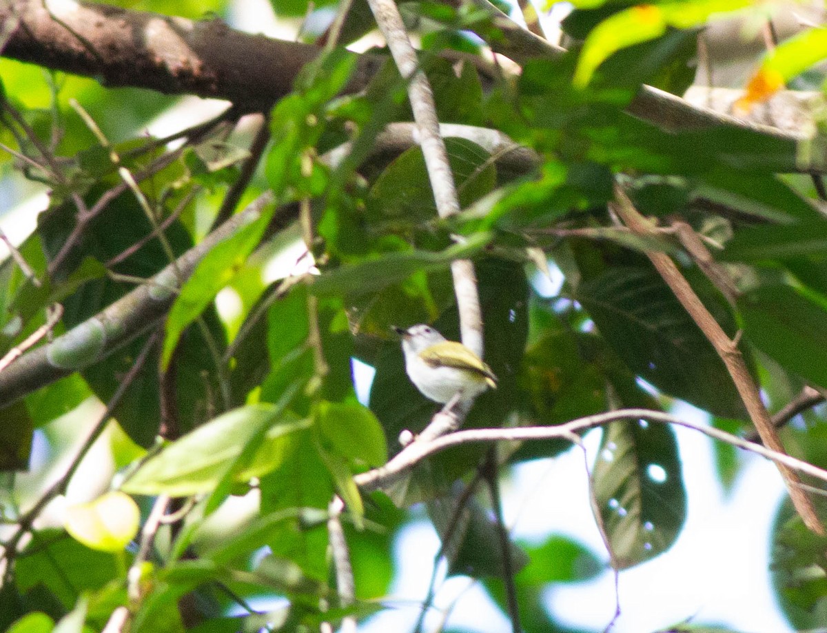 Short-tailed Pygmy-Tyrant - ML410429341