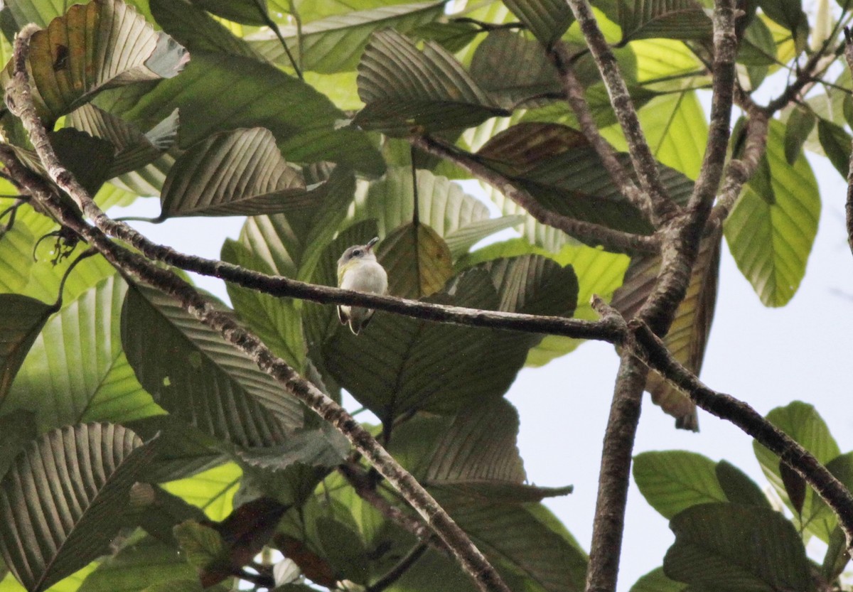 Short-tailed Pygmy-Tyrant - ML410429421