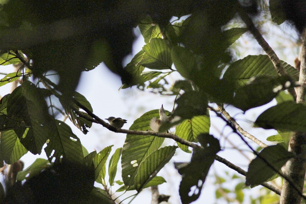 Short-tailed Pygmy-Tyrant - ML410429431