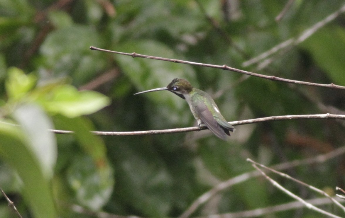 Colibrí Piquilargo - ML410429911