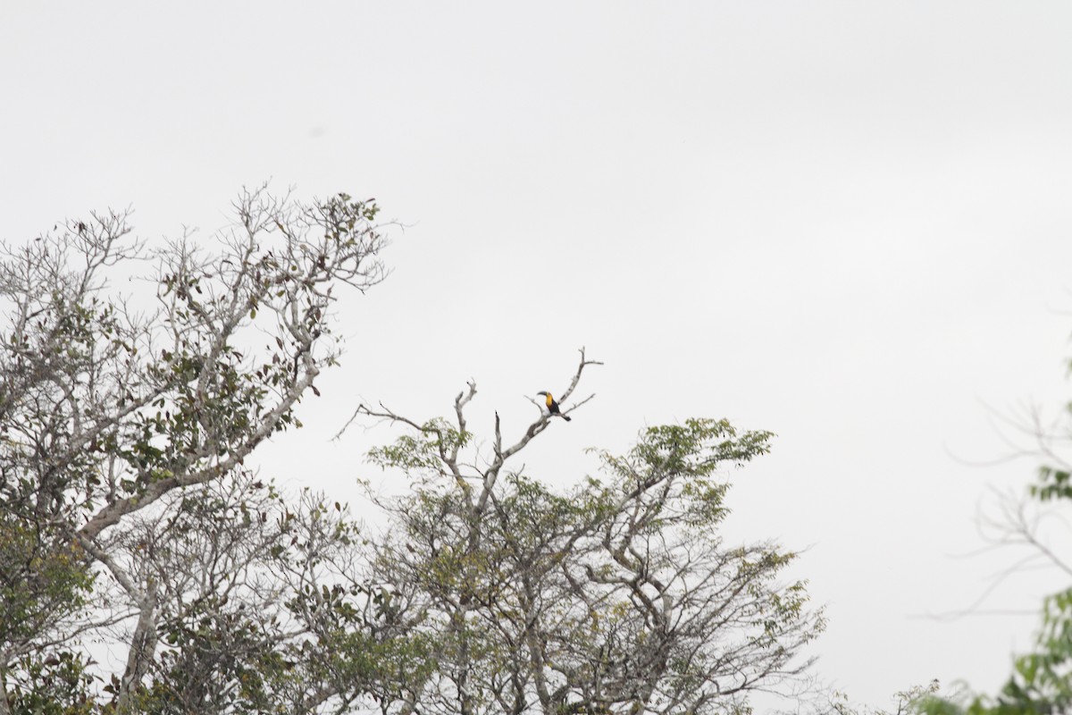 Channel-billed Toucan - ML410429941