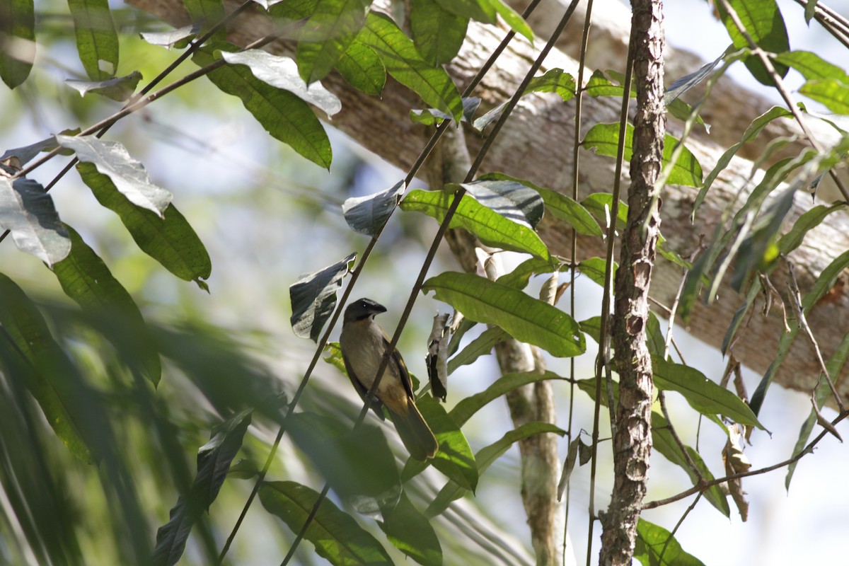 Buff-throated Saltator - ML410430101