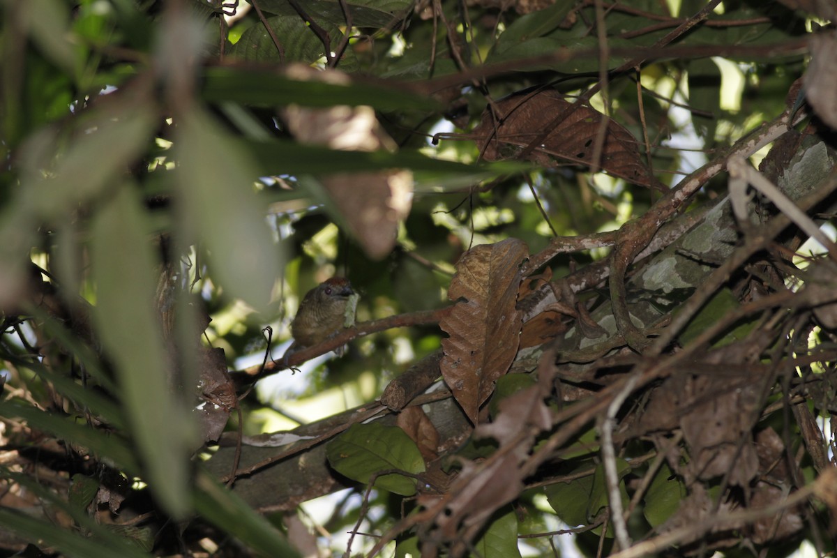 Fasciated Antshrike - ML410430301