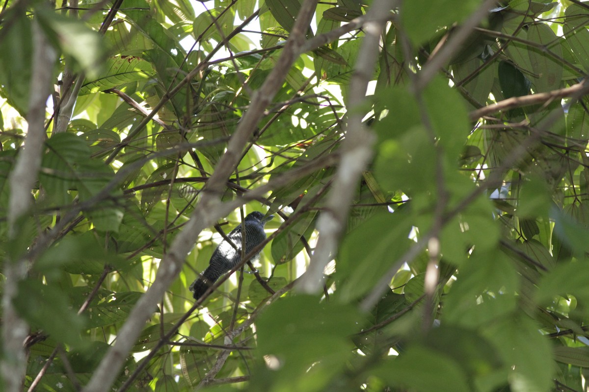 Fasciated Antshrike - ML410430321