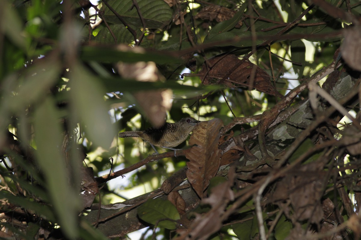 Fasciated Antshrike - Oliver  Metcalf