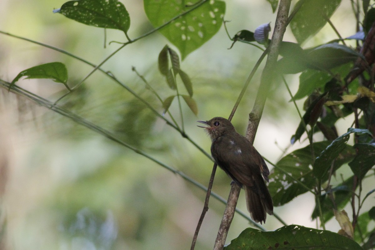 Cinereous Antshrike - Oliver  Metcalf