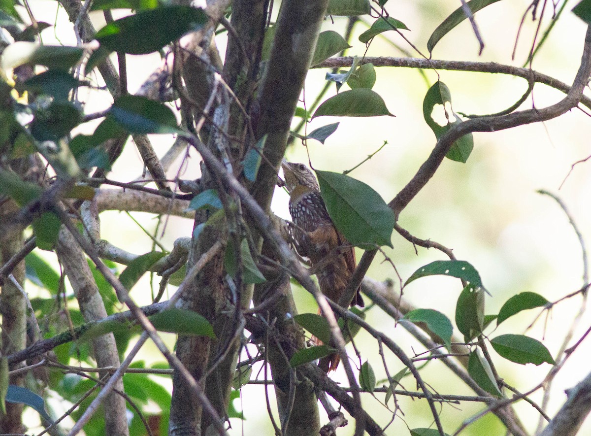 Straight-billed Woodcreeper - ML410431241