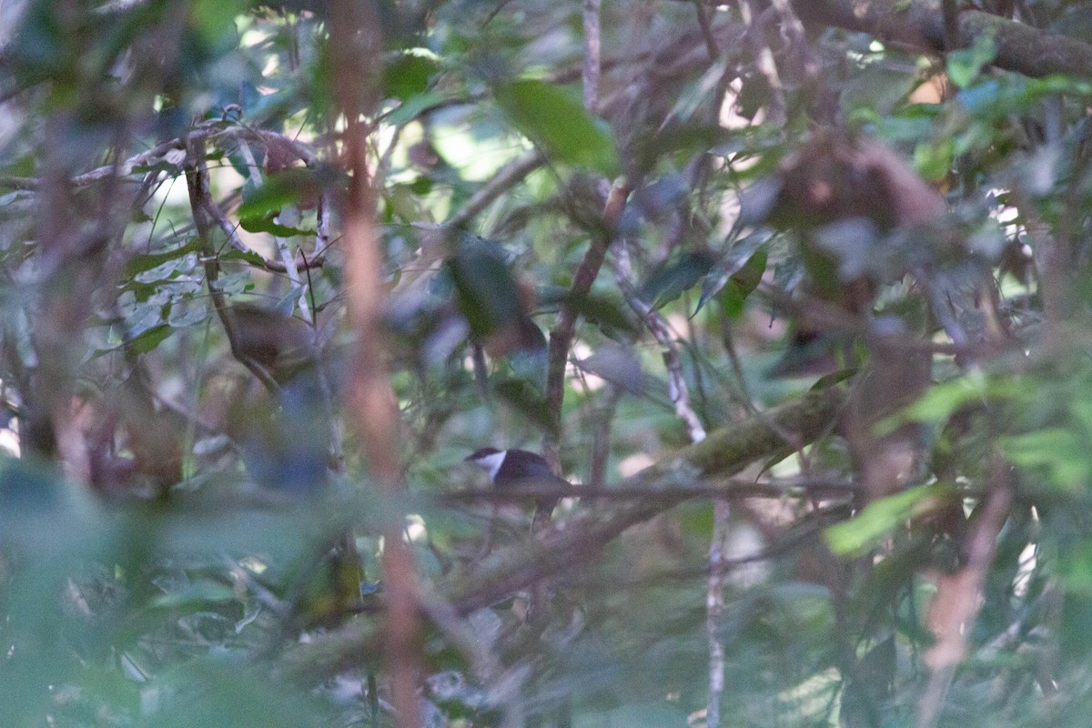 White-bearded Manakin - ML410431371