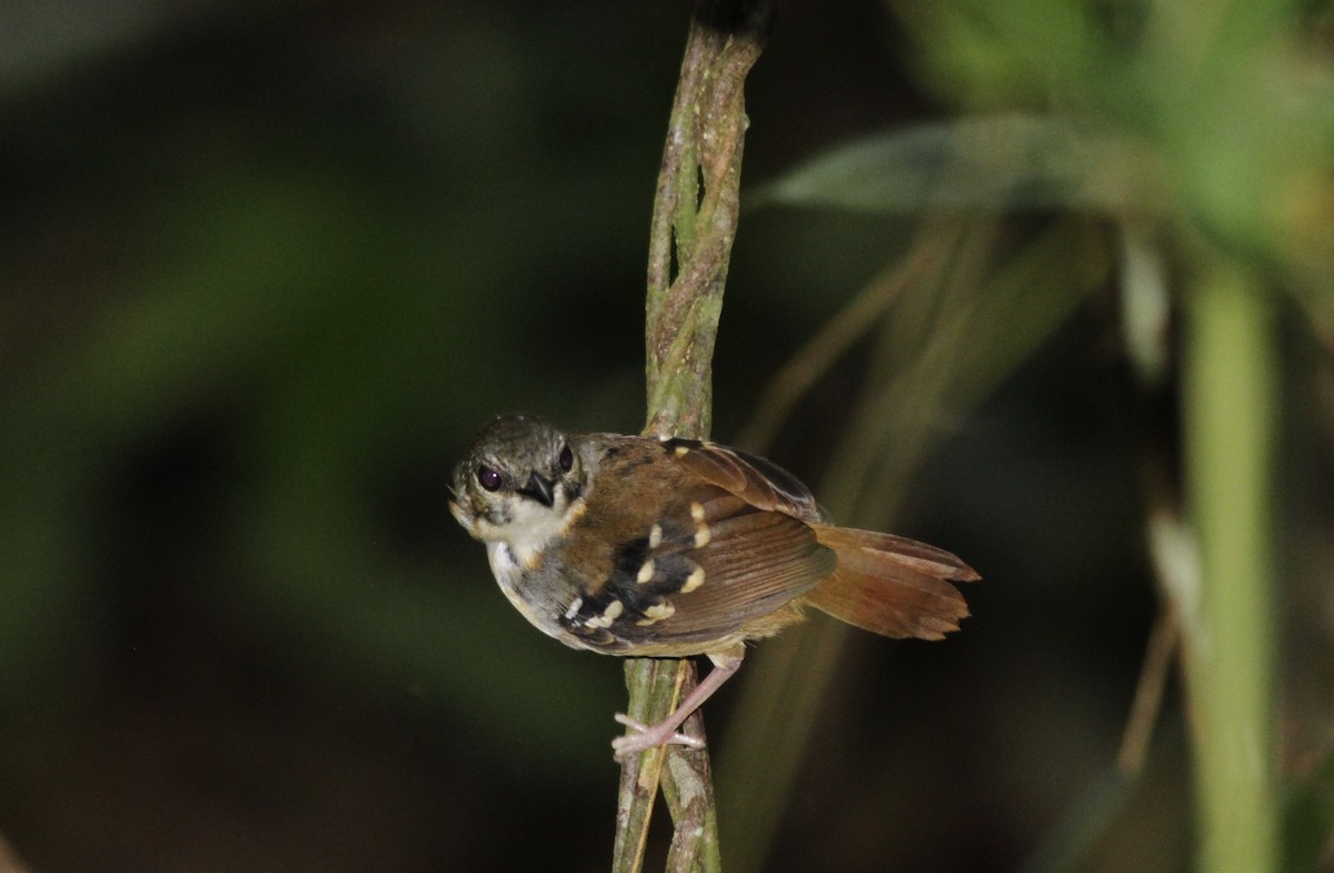 Chestnut-tailed Antbird - ML410431541