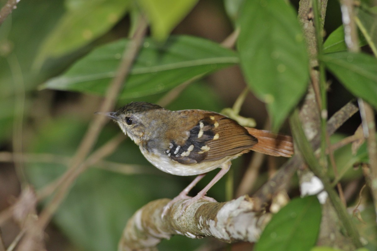 Rotschwanz-Ameisenvogel - ML410431571