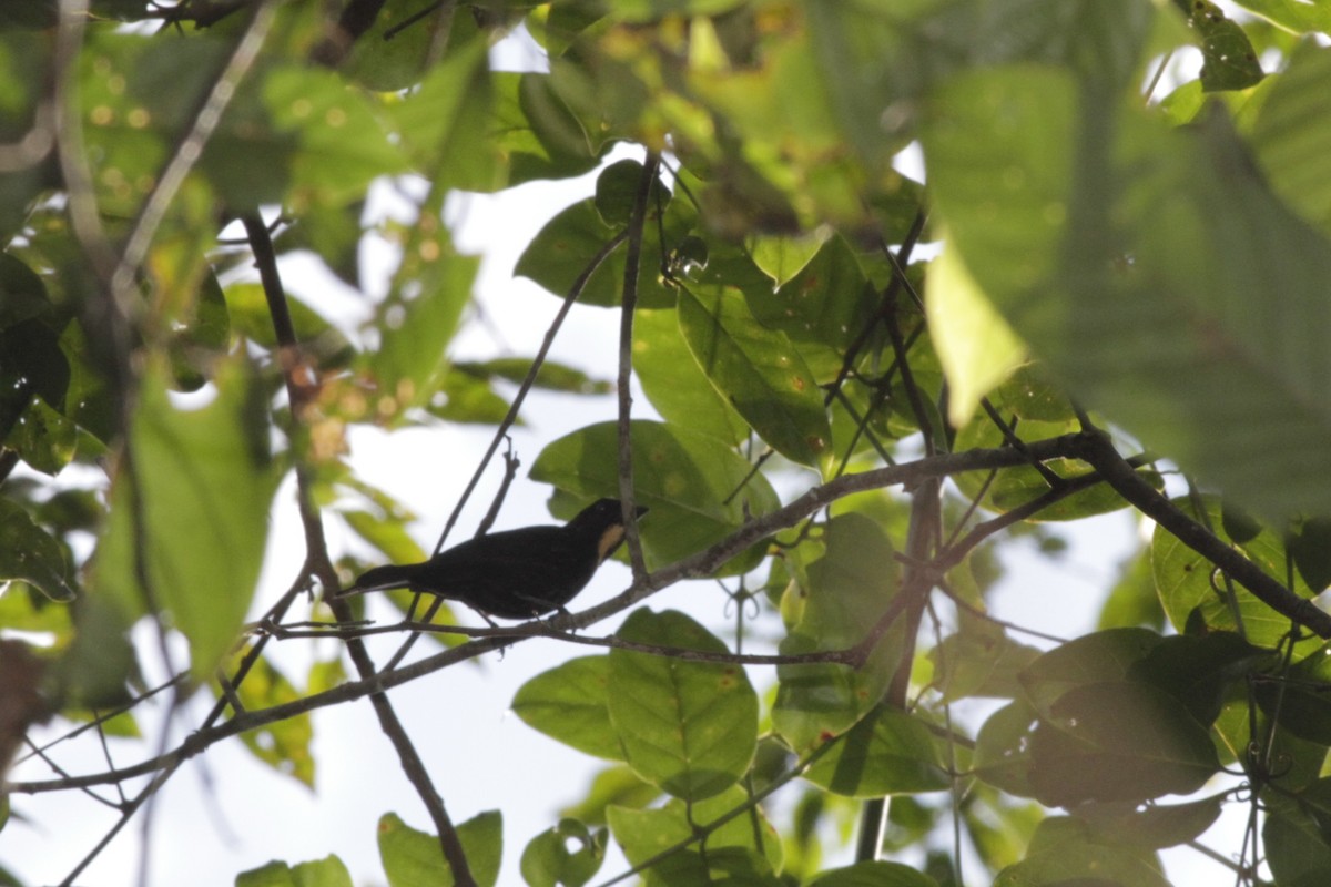 Flame-crested Tanager - ML410432081