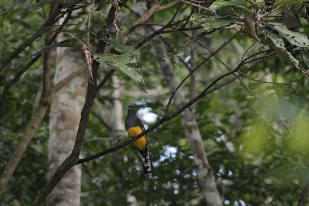 trogon zelenohřbetý - ML410432671