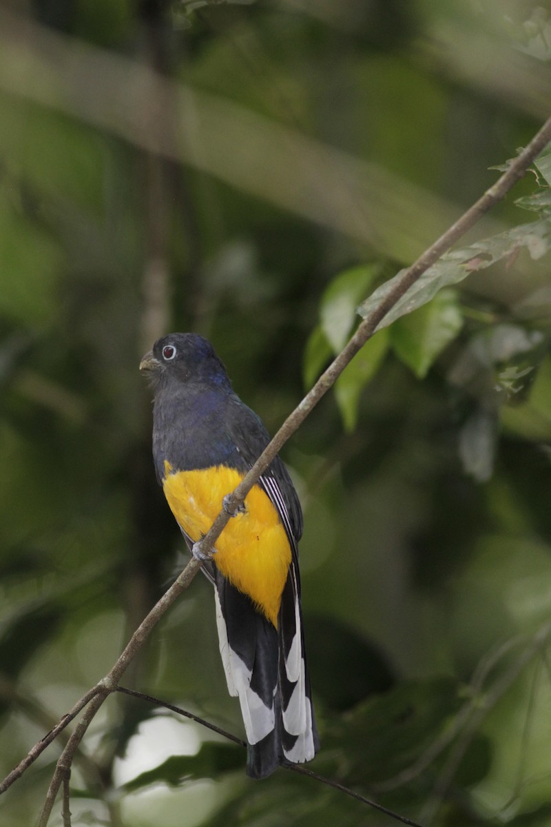 Green-backed Trogon - ML410432711