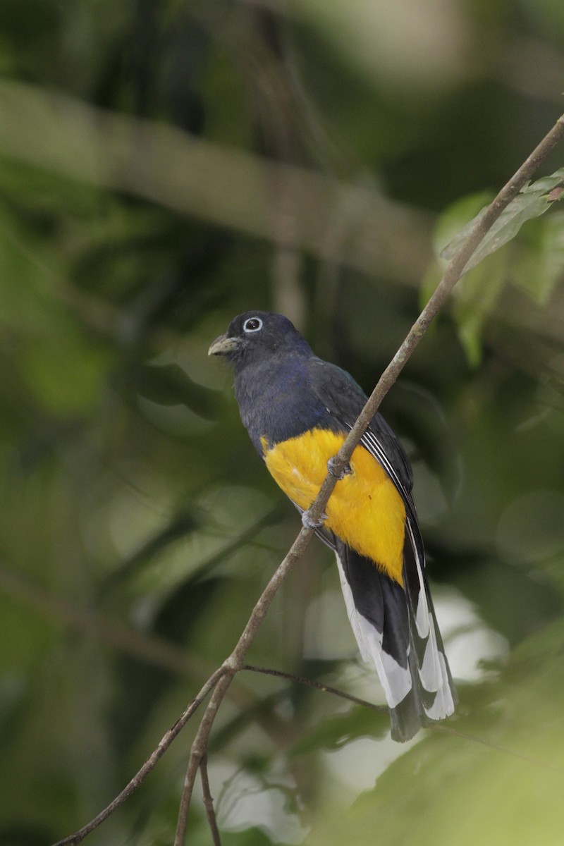 Trogon à queue blanche - ML410432721