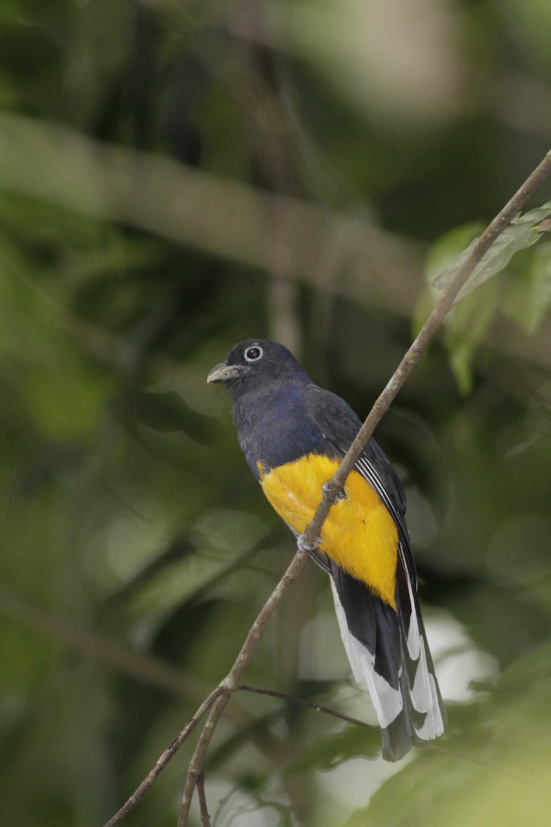 Green-backed Trogon - ML410432731