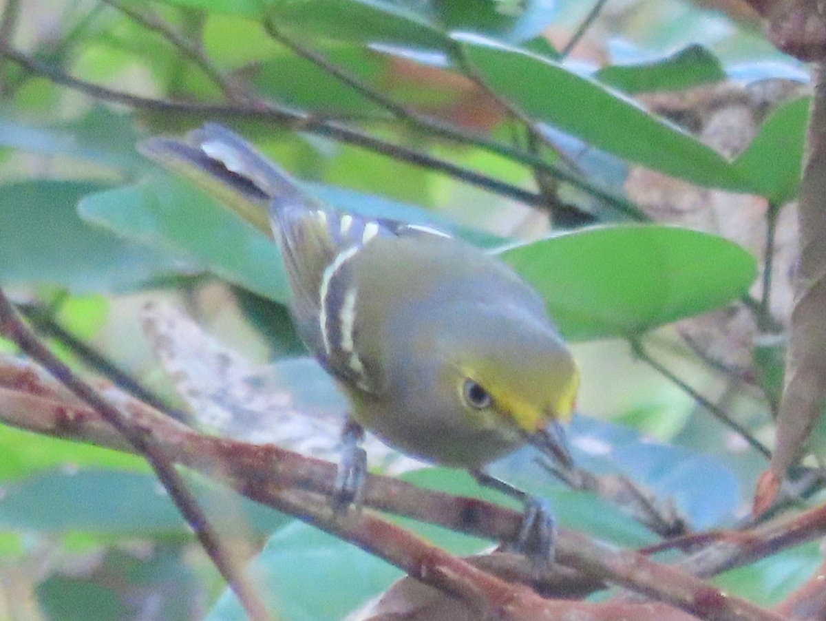 hvitøyevireo - ML410432841