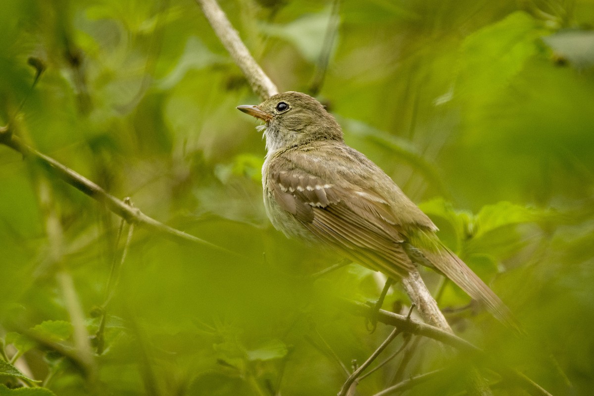 Small-billed Elaenia - ML410432991