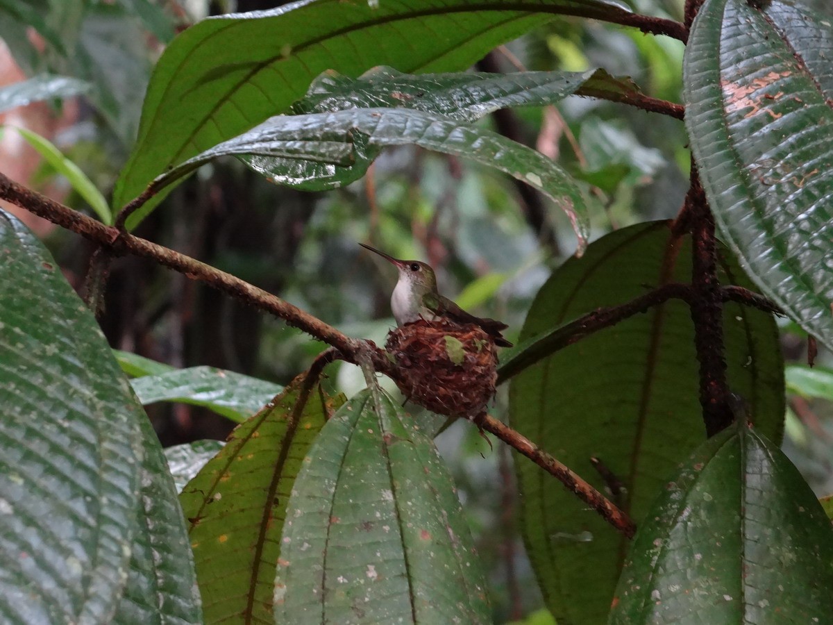 Stripe-tailed Hummingbird - Michaela & Klemens Wernisch