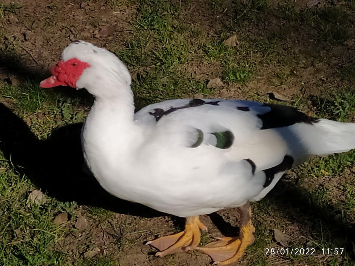 Muscovy Duck (Domestic type) - ML410435121